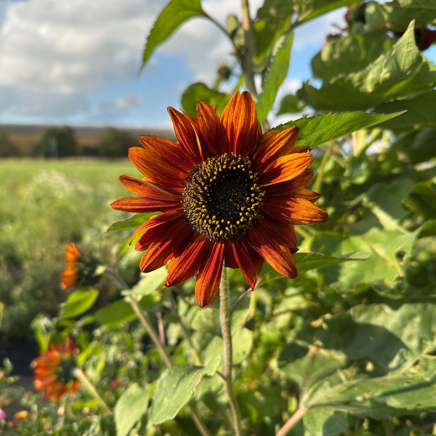 Tournesol 'Claret F1' (graines)